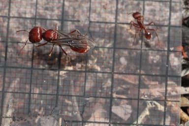 Pogonomyrmex badius photo 59