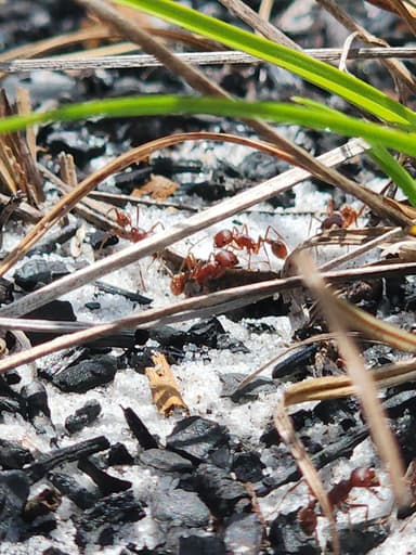 Pogonomyrmex badius photo 61