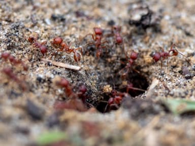 Pogonomyrmex badius photo 63