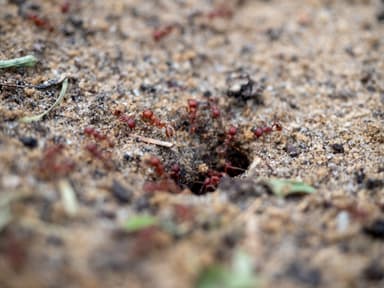 Pogonomyrmex badius photo 64