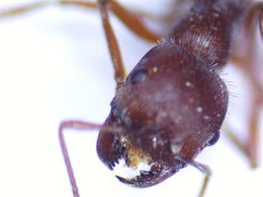 Pogonomyrmex badius photo 65