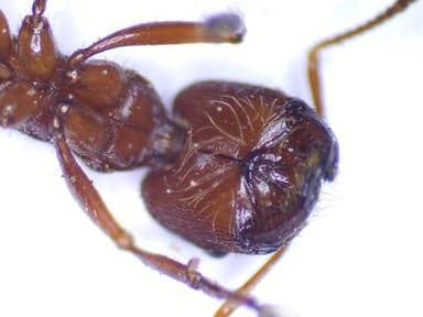 Pogonomyrmex badius photo 66