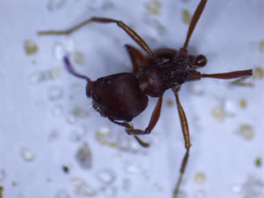 Pogonomyrmex badius photo 67