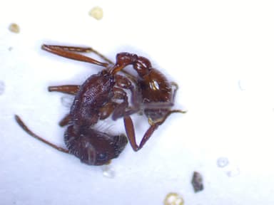 Pogonomyrmex badius photo 68