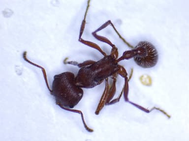 Pogonomyrmex badius photo 69