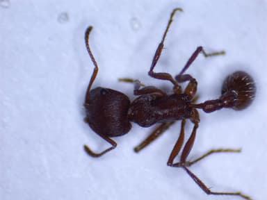 Pogonomyrmex badius photo 70