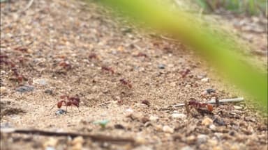 Pogonomyrmex badius photo 71