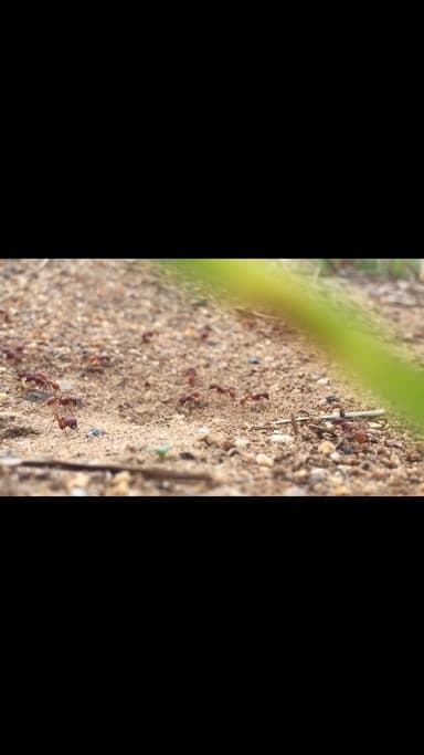 Pogonomyrmex badius photo 72