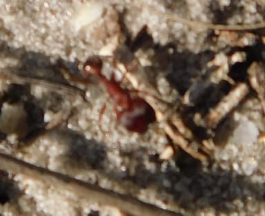 Pogonomyrmex badius photo 74