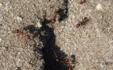 Pogonomyrmex badius photo 75