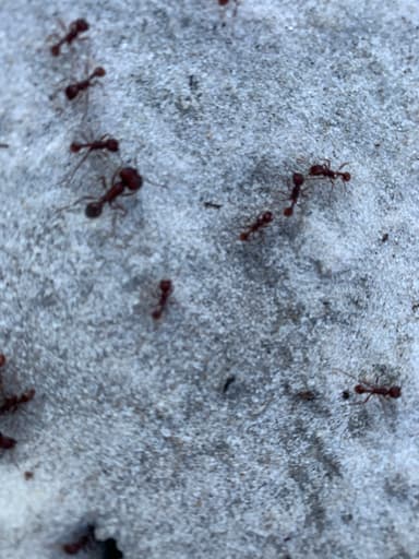 Pogonomyrmex badius photo 78