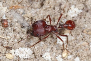 Pogonomyrmex badius photo 80
