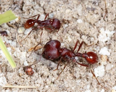 Pogonomyrmex badius photo 82