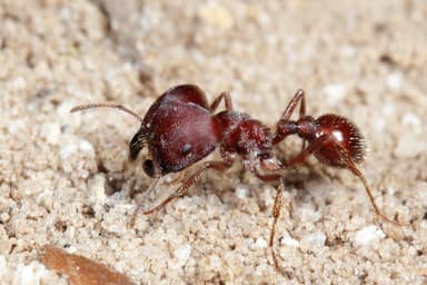 Pogonomyrmex badius photo 83