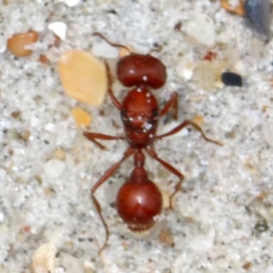 Pogonomyrmex badius photo 85