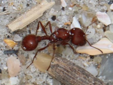 Pogonomyrmex badius photo 86