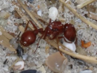 Pogonomyrmex badius photo 87