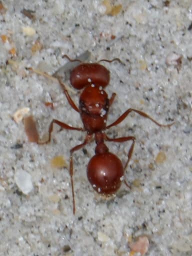 Pogonomyrmex badius photo 88