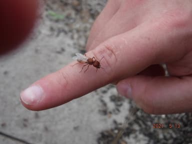 Pogonomyrmex badius photo 89