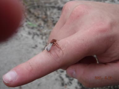 Pogonomyrmex badius photo 90