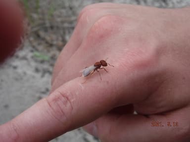 Pogonomyrmex badius photo 92