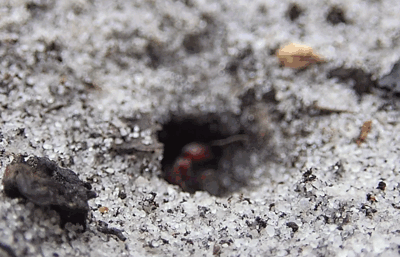 Pogonomyrmex badius photo 96