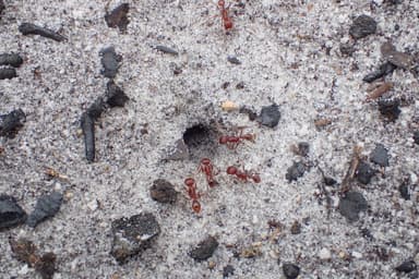Pogonomyrmex badius photo 97