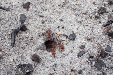 Pogonomyrmex badius photo 98