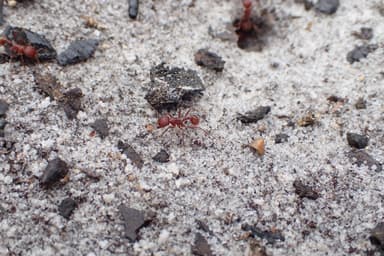 Pogonomyrmex badius photo 99