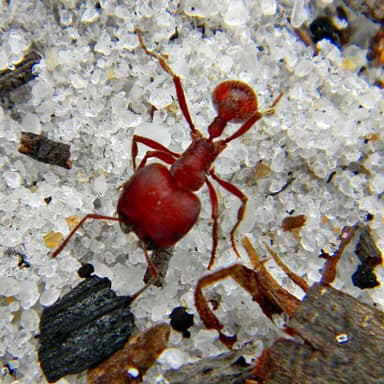Pogonomyrmex badius — worker photo 18