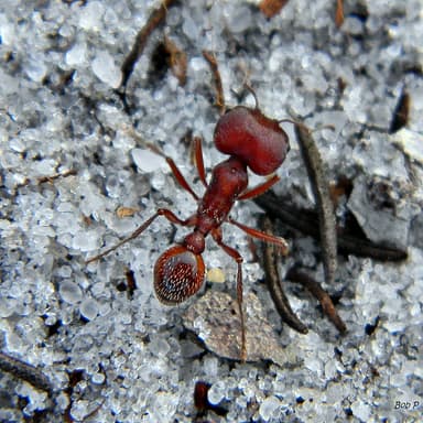 Pogonomyrmex badius — worker photo 19
