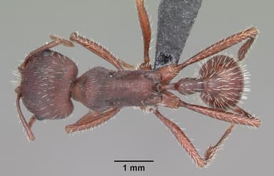 Pogonomyrmex badius — queen photo 21