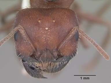 Pogonomyrmex badius — queen photo 22