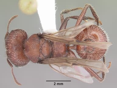 Pogonomyrmex badius — queen photo 24