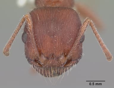 Pogonomyrmex badius — queen photo 25