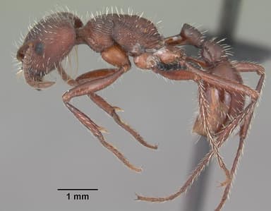 Pogonomyrmex badius — queen photo 26
