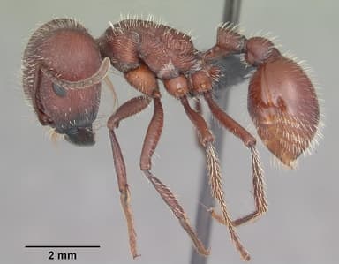 Pogonomyrmex badius — queen photo 27