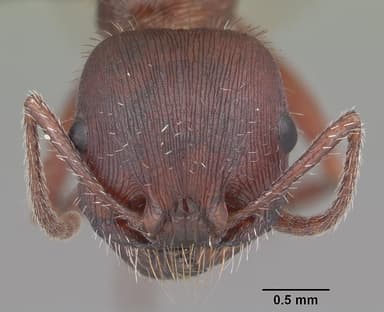 Pogonomyrmex badius — queen photo 28