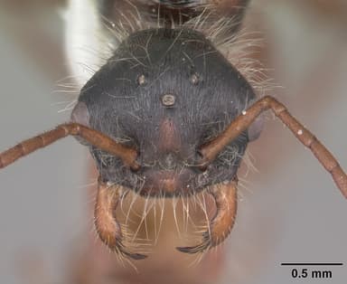 Pogonomyrmex badius — queen photo 29