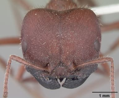 Pogonomyrmex badius — queen photo 30