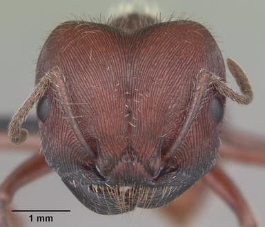 Pogonomyrmex badius — queen photo 31