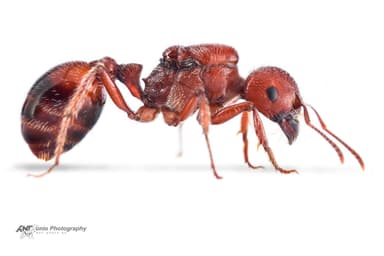 Pogonomyrmex barbatus — queen photo 4