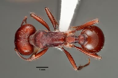 Pogonomyrmex barbatus photo 29