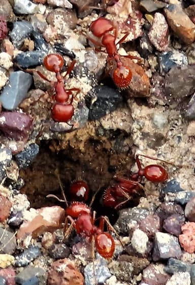 Pogonomyrmex barbatus photo 54