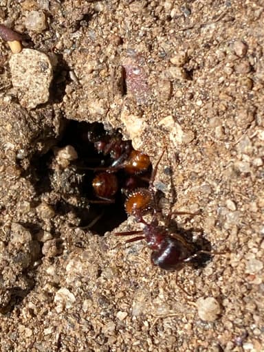 Pogonomyrmex barbatus photo 61