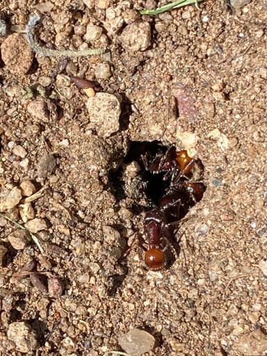 Pogonomyrmex barbatus photo 62