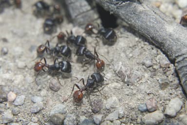 Pogonomyrmex barbatus photo 80