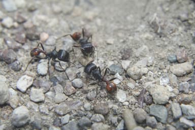 Pogonomyrmex barbatus photo 85