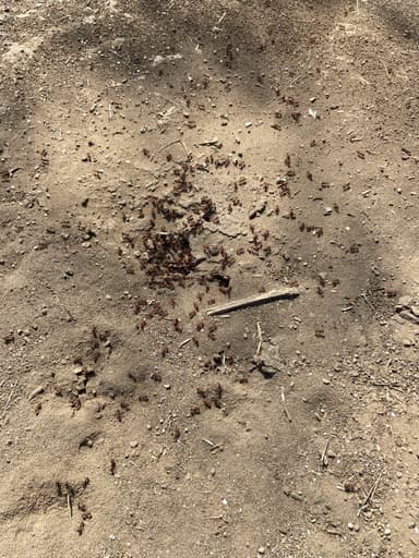 Pogonomyrmex barbatus photo 88
