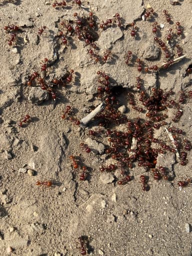 Pogonomyrmex barbatus photo 89